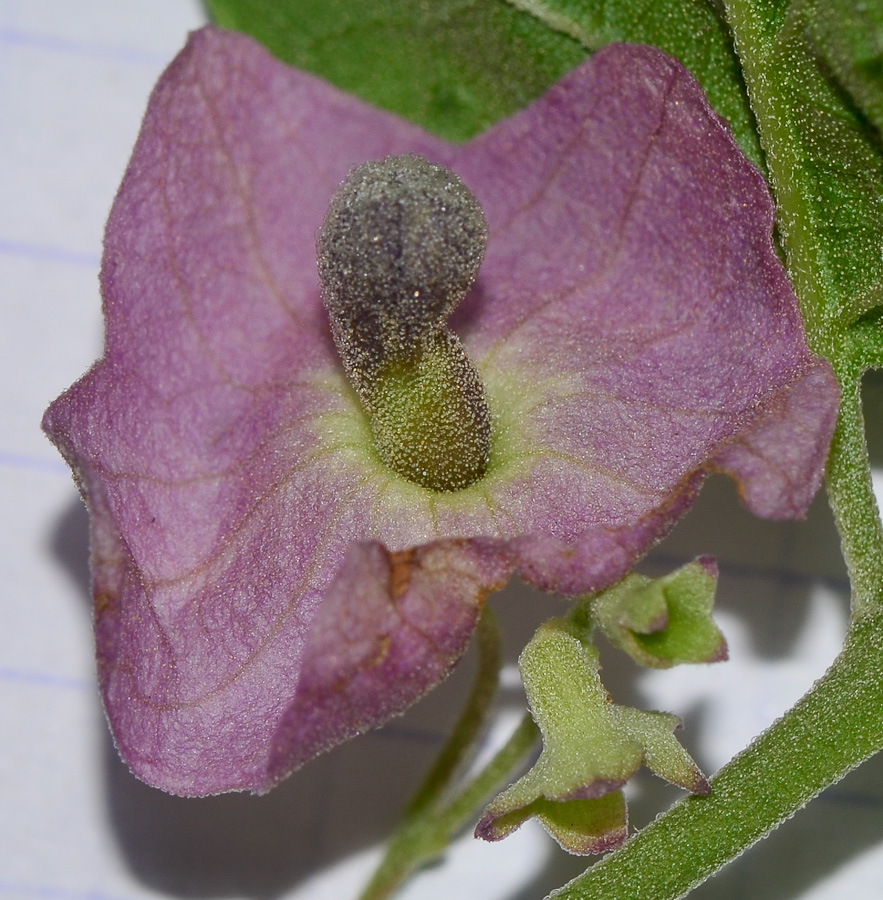 Image of Karomia speciosa specimen.