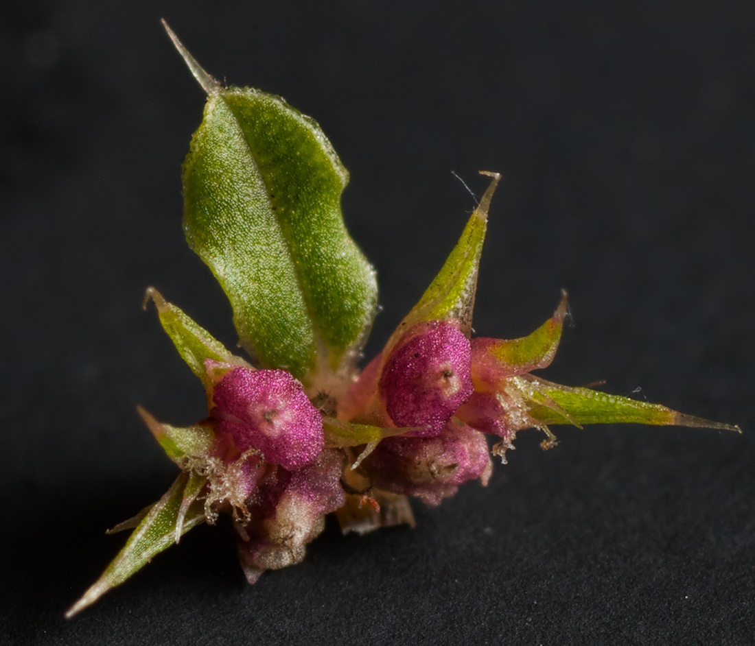 Image of Amaranthus albus specimen.