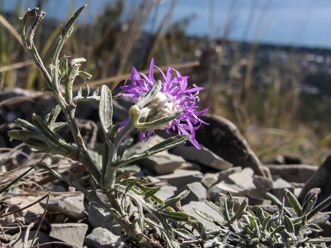 Изображение особи род Centaurea.