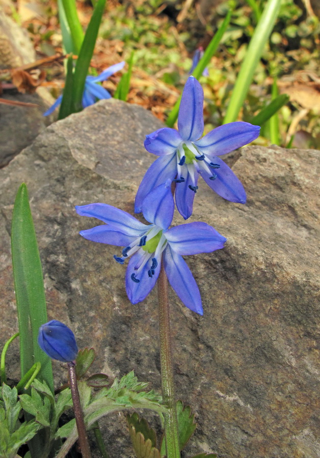 Изображение особи Scilla siberica.