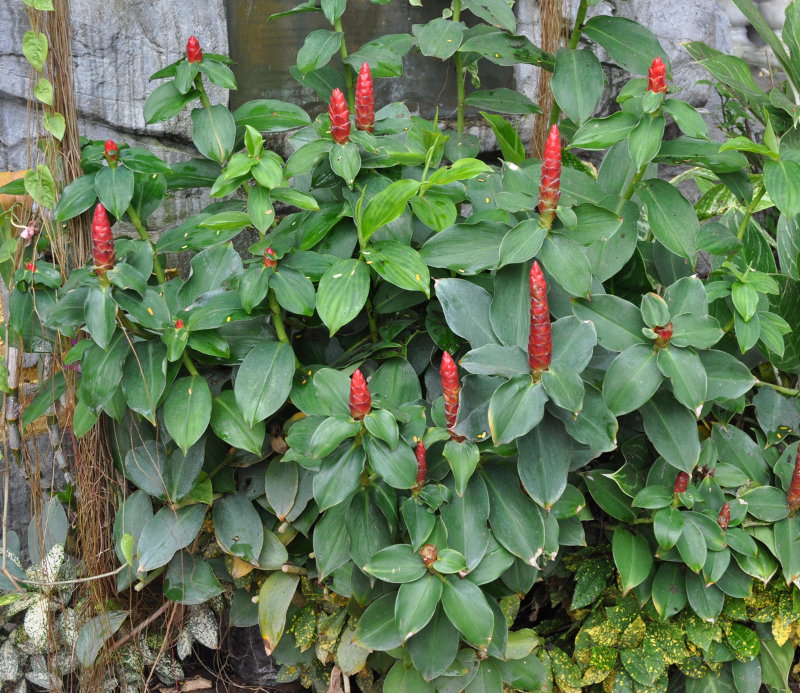 Image of Costus woodsonii specimen.