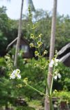 Sagittaria lancifolia. Соцветие. Таиланд, остров Тао, в культуре. 25.06.2013.