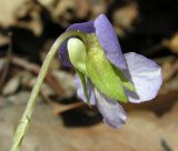 Image of taxon representative. Author is Андрей Барышенко