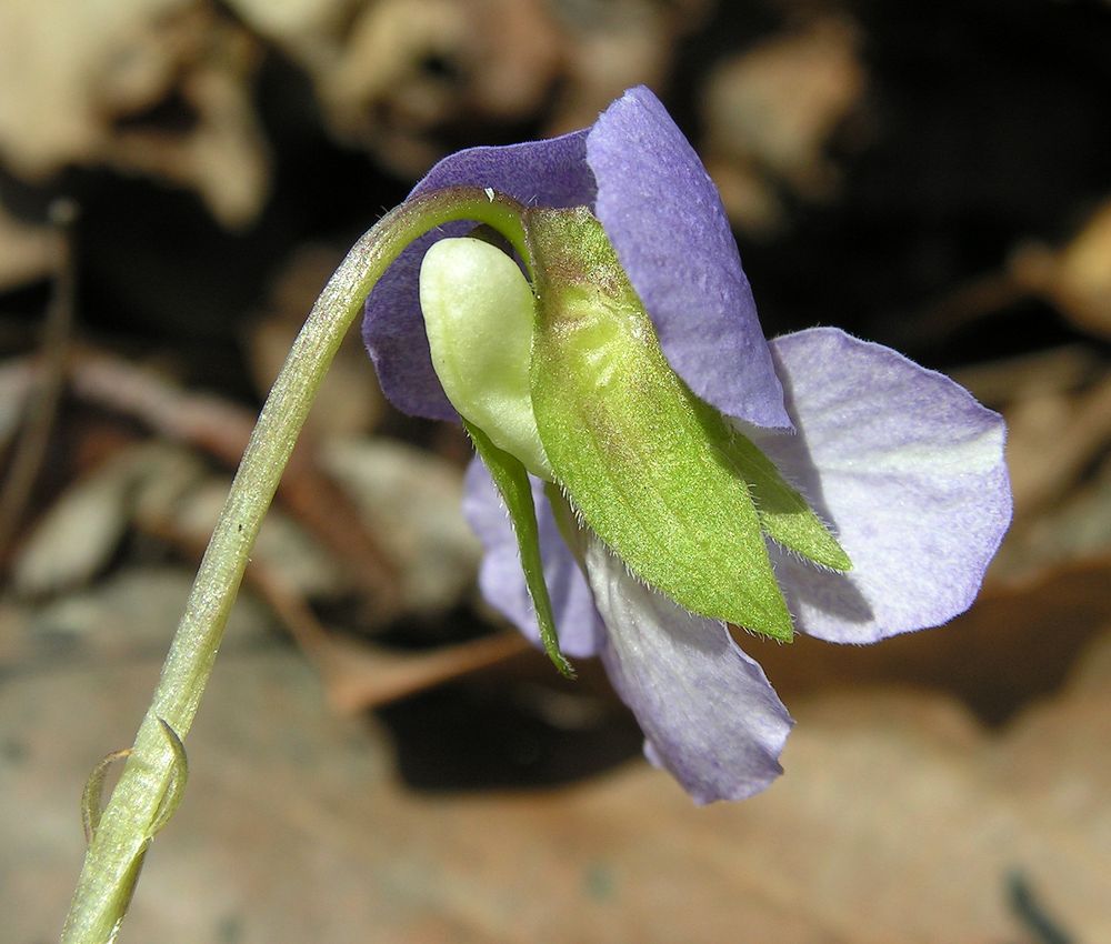 Image of Viola collina specimen.