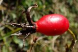 Rosa buschiana