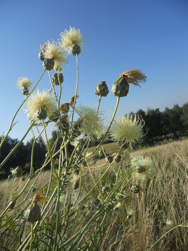 Изображение особи Rhaponticoides ruthenica.