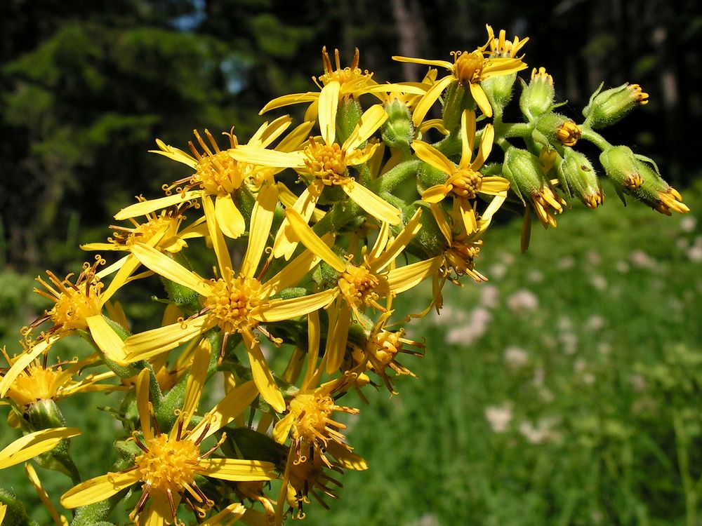 Изображение особи Ligularia fischeri.