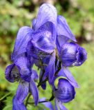 Aconitum fischeri