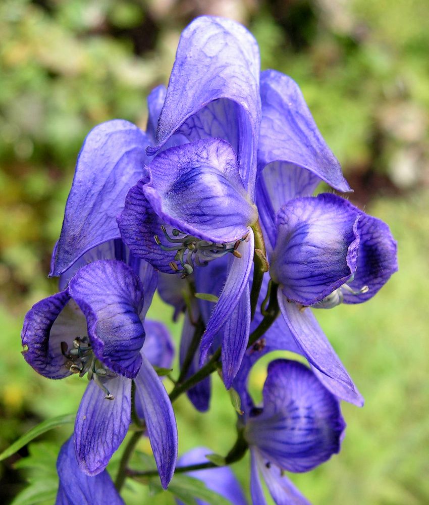 Изображение особи Aconitum fischeri.