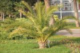 Phoenix canariensis