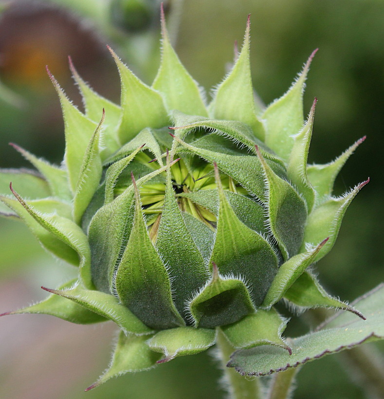 Image of Helianthus annuus specimen.