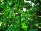 Malus baccata