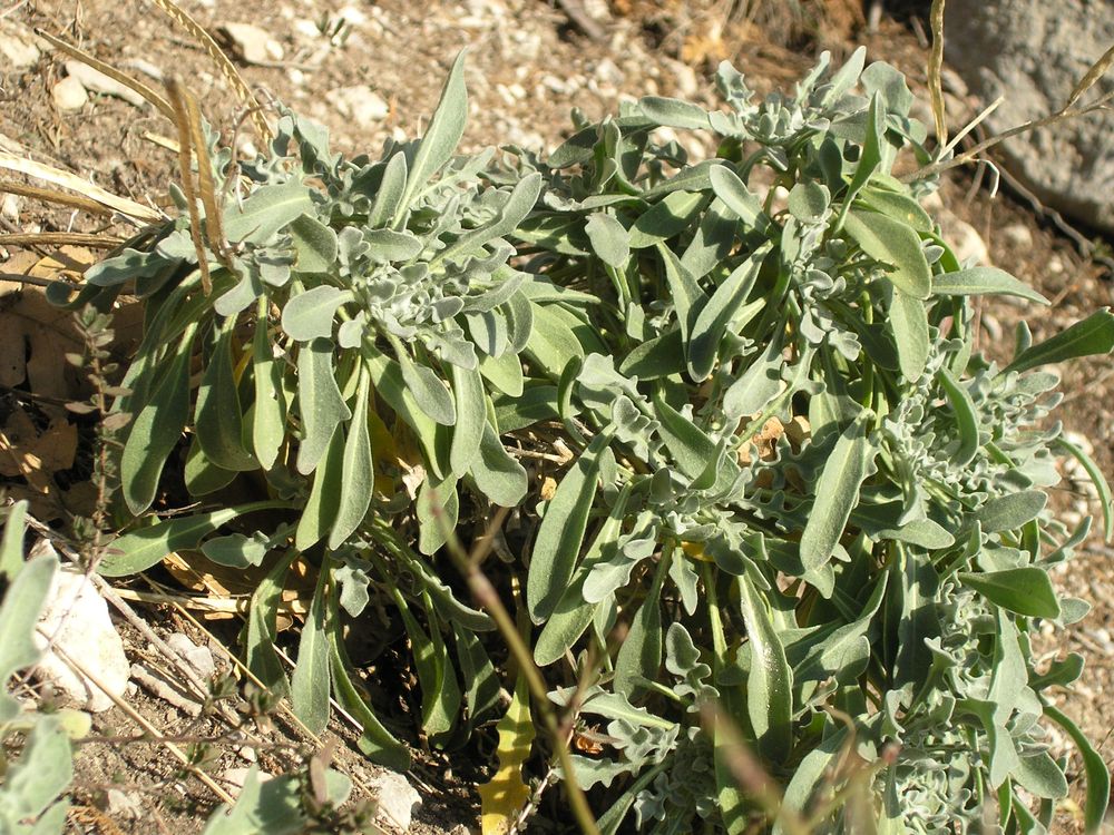 Image of Matthiola odoratissima specimen.