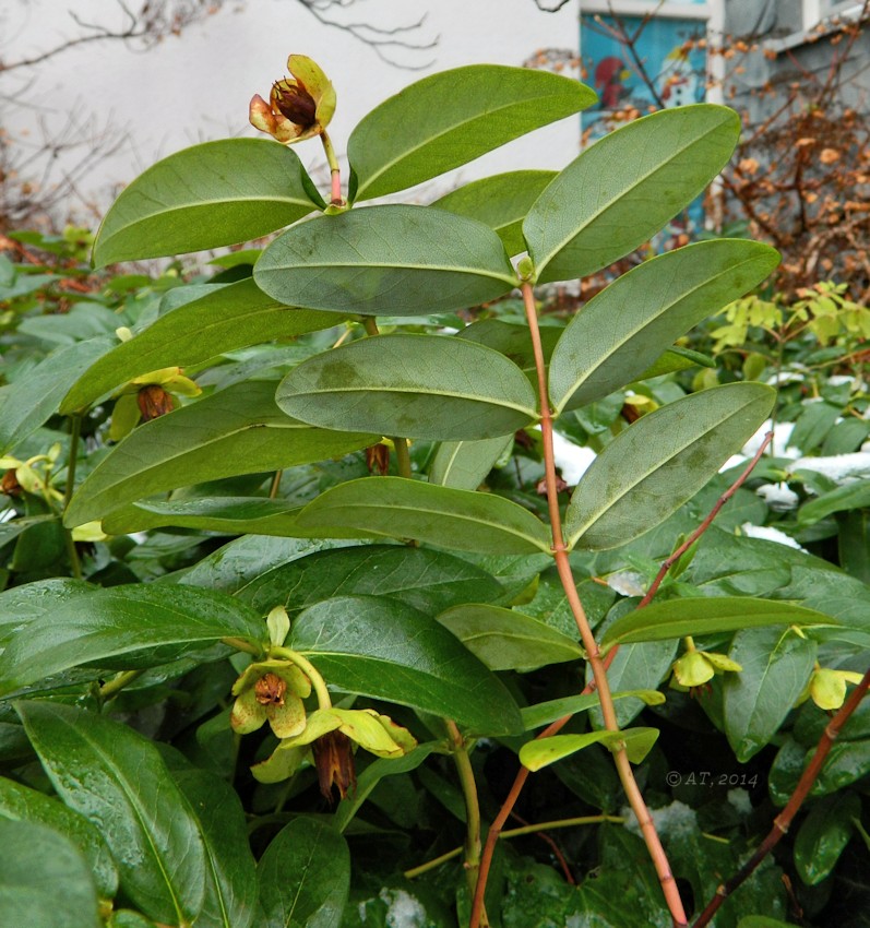 Image of Hypericum calycinum specimen.