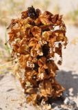 Cistanche tubulosa. Отцветающее растение. Сокотра, залив Шуаб. 04.01.2014.