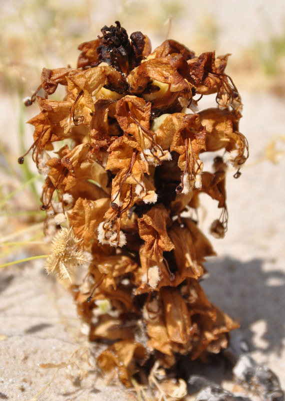Image of Cistanche tubulosa specimen.