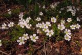 Gypsophila sericea. Цветущее растение. Хакасия, Бейский р-н, Черёмуховый перевал, каменистый склон. 17.06.2012.