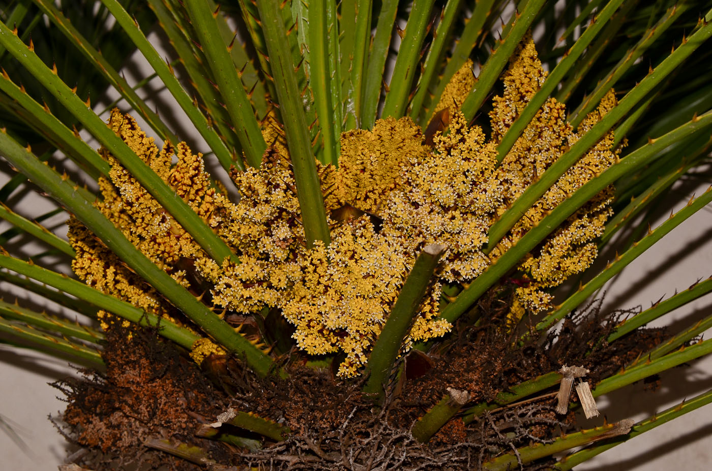 Изображение особи семейство Arecaceae.