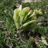 Astragalus resupinatus. Верхушка расцветающего растения. Краснодарский край, г. Новороссийск, мыс Шесхарис, приморский склон. 22.03.2014.