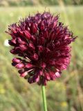 Allium sphaerocephalon