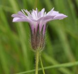 Knautia orientalis