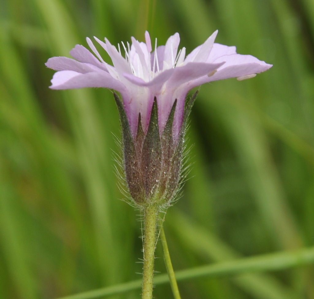 Image of Knautia orientalis specimen.