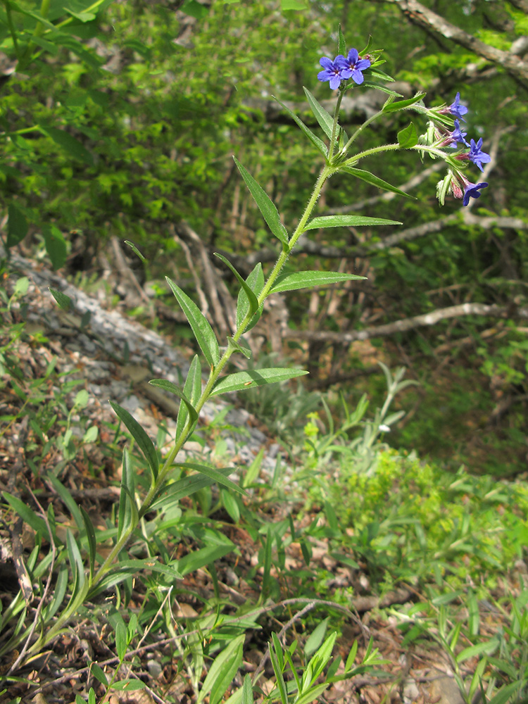 Image of Aegonychon purpureocaeruleum specimen.