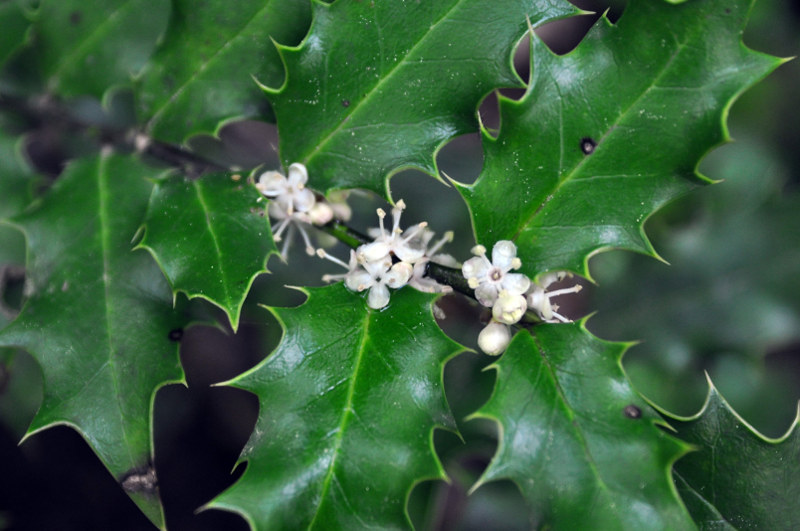 Image of Ilex colchica specimen.