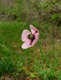 Papaver stevenianum. Цветок (розовая форма). Крым, Карадагский заповедник, биостанция. 26 апреля 2014 г.