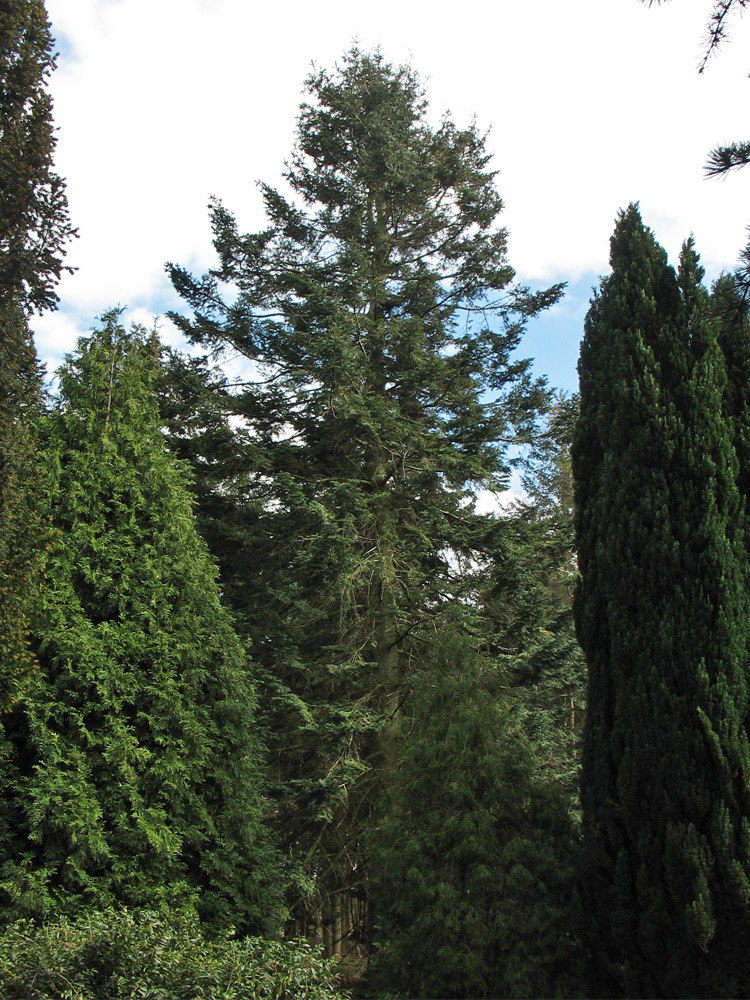 Image of Abies grandis specimen.