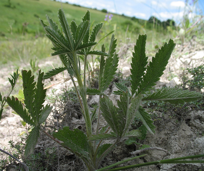 Изображение особи Potentilla recta.