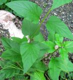 View full-size image Scrophularia nodosa
