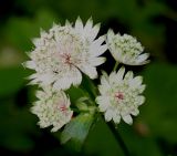 Astrantia major