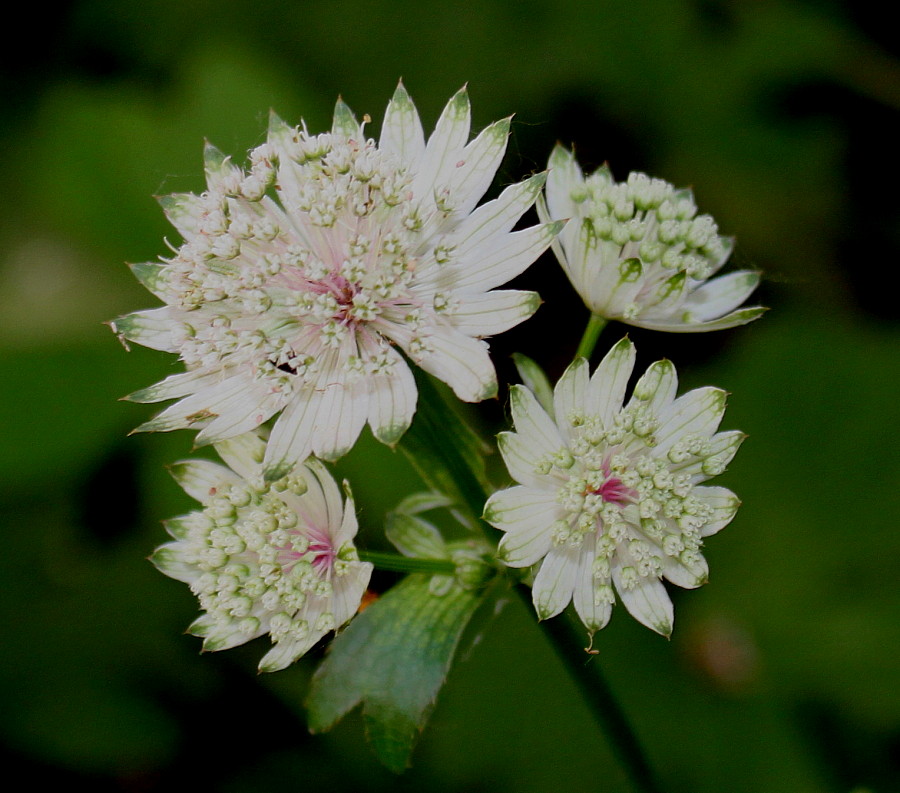 Image of Astrantia major specimen.