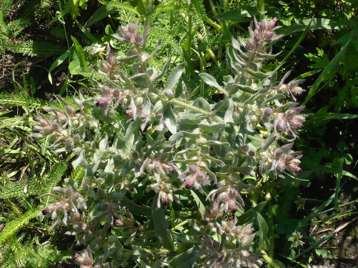 Image of Nonea pulla specimen.