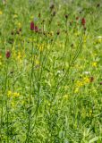 Sanguisorba officinalis