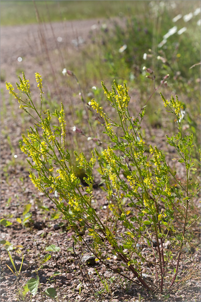 Изображение особи Melilotus officinalis.