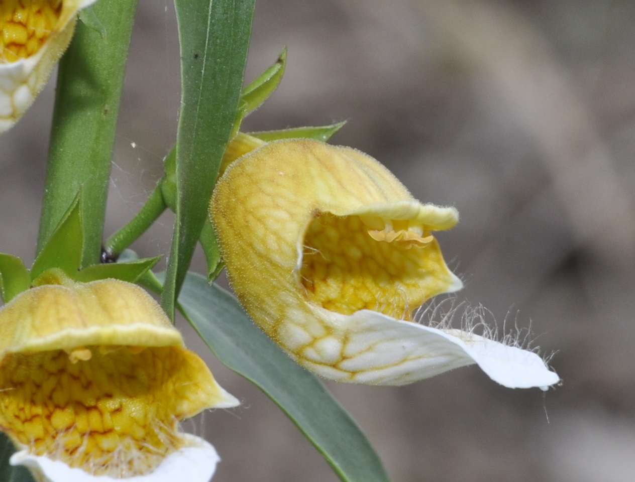 Изображение особи Digitalis laevigata.