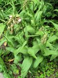 Epipactis palustris