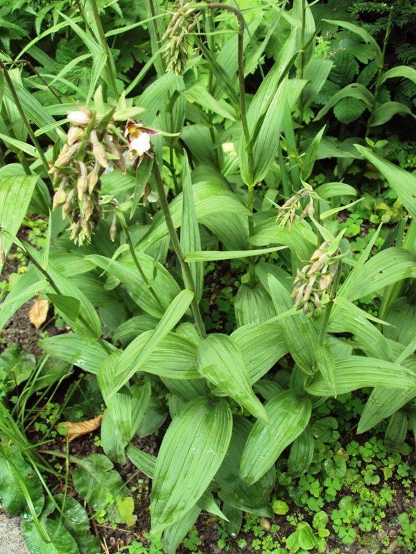 Image of Epipactis palustris specimen.