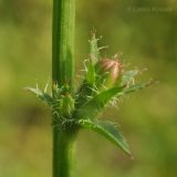 Cichorium intybus. Нераскрывшееся соцветие. Приморский край, Уссурийский р-н, окр. с. Монакино, обочина просёлочной дороги. 18.07.2014.