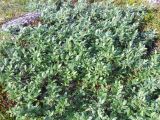 Salix lanata. Плодоносящие растения. Кольский полуостров, побережье Восточного Мурмана, окрестности пос. Дальние Зеленцы, Дальний Пляж. 14.07.2007.