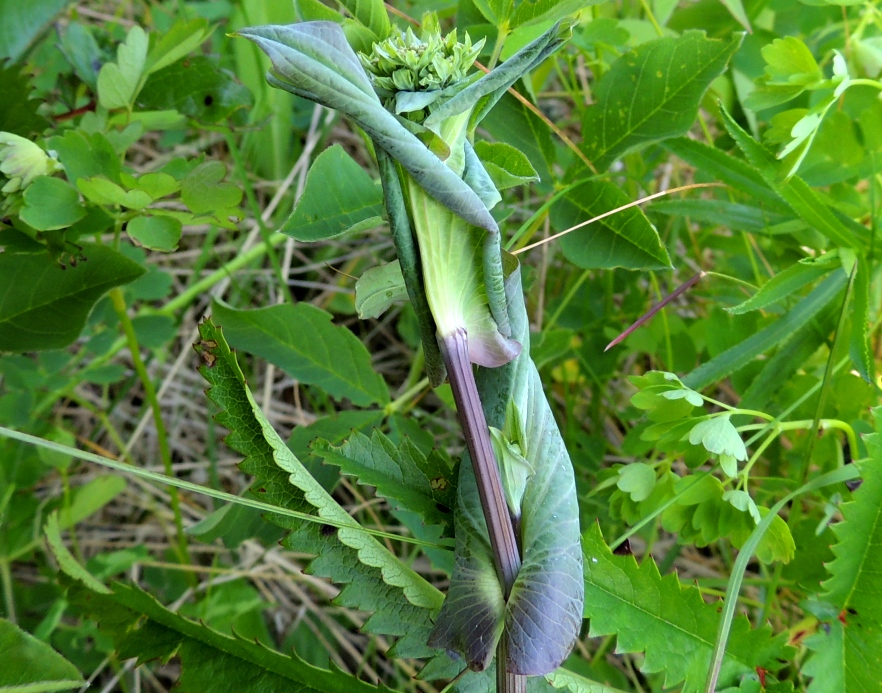 Изображение особи Bupleurum longiradiatum.