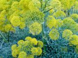 Ferula penninervis