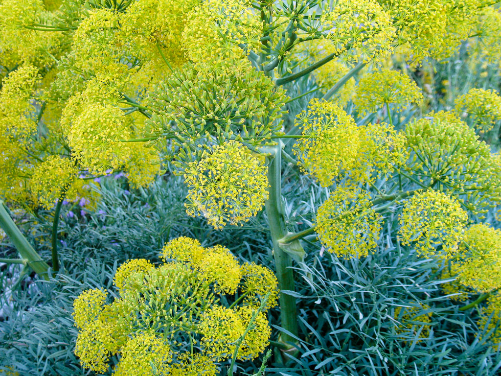 Image of Ferula penninervis specimen.