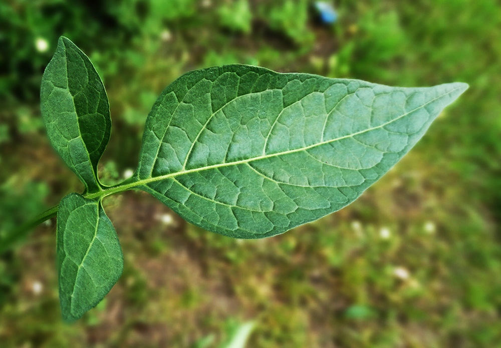 Изображение особи Solanum dulcamara.