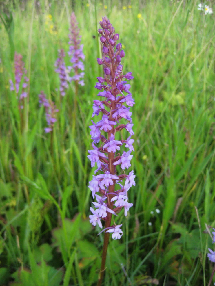 Image of Gymnadenia conopsea specimen.