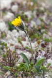 Hieracium alpinum. Цветущее растение в лишайниково-вороничной тундре. Мурманская обл., Печенгский р-н, западнее хр. Муста-Тунтури. 30.07.2014.