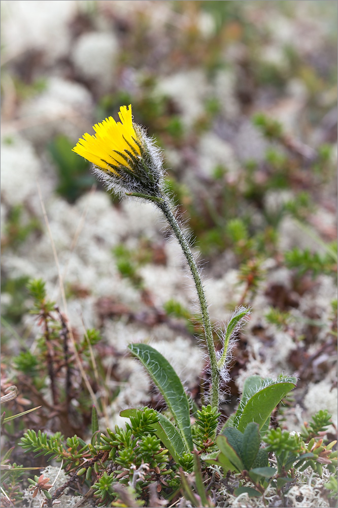 Изображение особи Hieracium alpinum.