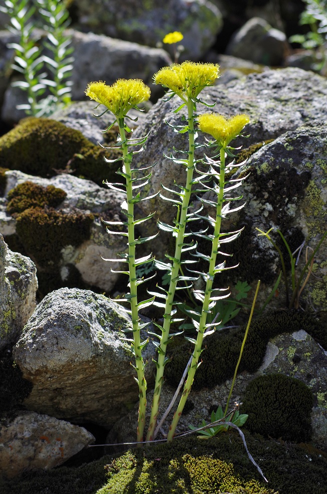 Изображение особи Rhodiola litwinowii.